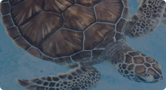  आनुवंशिक परामर्श